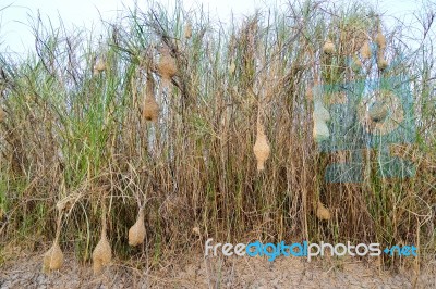 Ploceus Nests Stock Photo