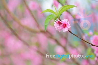 Plum Blossom Stock Photo