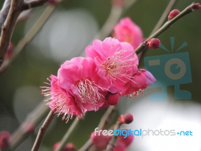 Plum Blossom Stock Photo