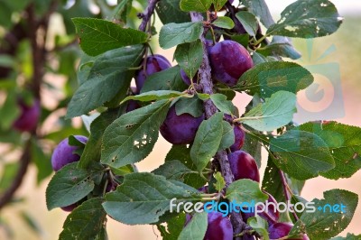 Plum Fruit Garden In Summer Stock Photo