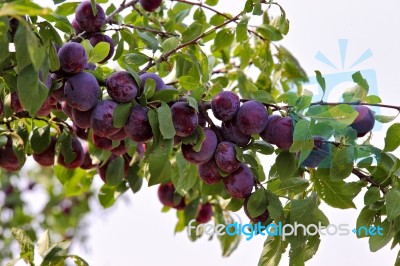 Plum Fruit Garden In Summer Stock Photo