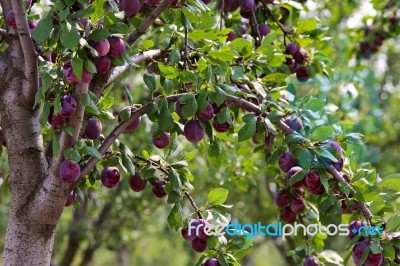 Plum Fruit Garden In Summer Stock Photo