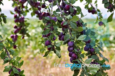 Plum Fruit Garden In Summer Stock Photo