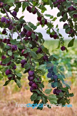 Plum Fruit Garden In Summer Stock Photo