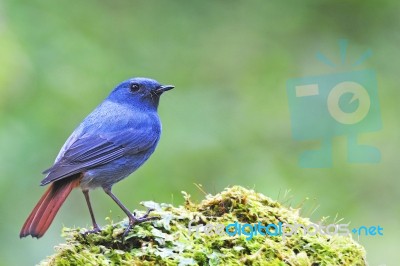 Plumbeous Redstart Stock Photo