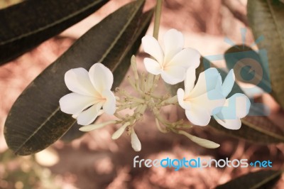 Plumeria Stock Photo