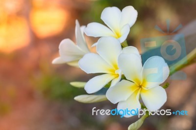 Plumeria Stock Photo