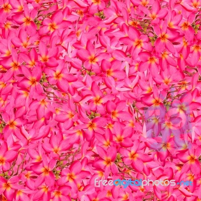 Plumeria Background Stock Photo