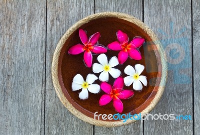 Plumeria Flower Stock Photo