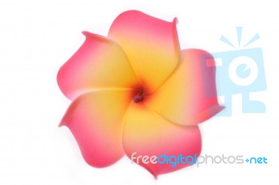 Plumeria Flower Stock Photo