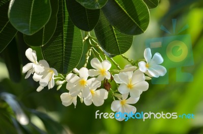 Plumeria. Flower Stock Photo