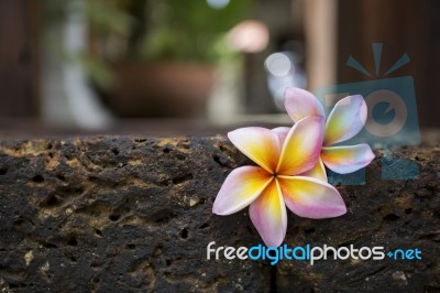 Plumeria Flower On Stone Wall Stock Photo