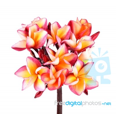 Plumeria Flower On White Background Stock Photo