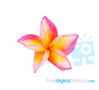 Plumeria Flower On White Background Stock Photo