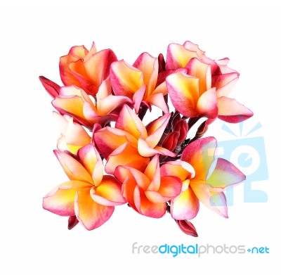 Plumeria Flower On White Background Stock Photo