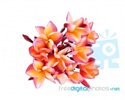 Plumeria Flower On White Background Stock Photo