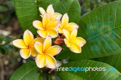 Plumeria Flowers Stock Photo