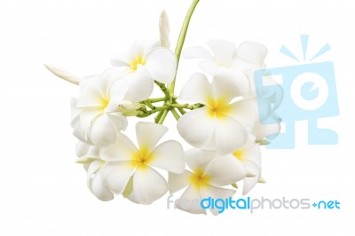 Plumeria Flowers Stock Photo