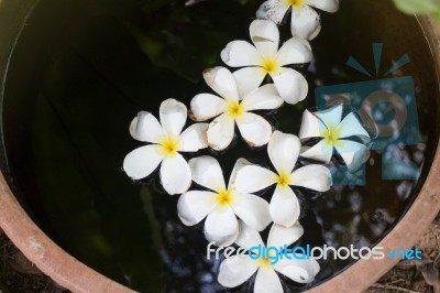 Plumeria Flowers In Garden Water Bowl Stock Photo