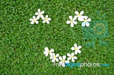 Plumeria On Grass Stock Photo