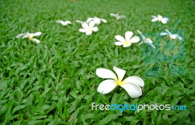 Plumeria On Grass Stock Photo