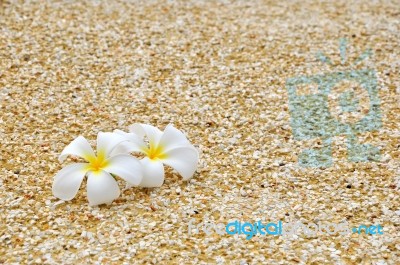 Plumeria On Gravel Stock Photo