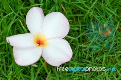 Plumeria, Pink Stock Photo