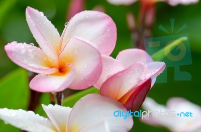 Plumeria, Pink Stock Photo