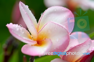 Plumeria, Pink Stock Photo