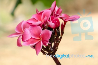 Plumeria, Pink Stock Photo