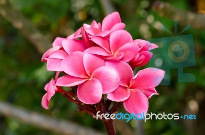 Plumeria, Pink Stock Photo