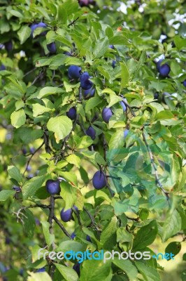 Plums Stock Photo