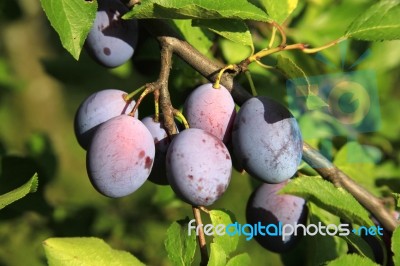 Plums On Branch Stock Photo