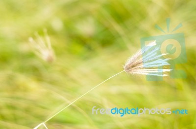 Poaceae Grass Flower Stock Photo