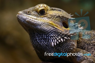 Pogona Stock Photo