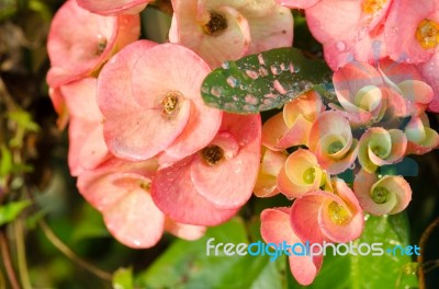 Poi Sian Flowers Stock Photo