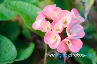 Poi Sian Flowers Stock Photo