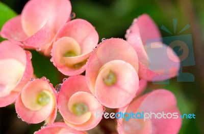 Poi Sian Flowers Stock Photo