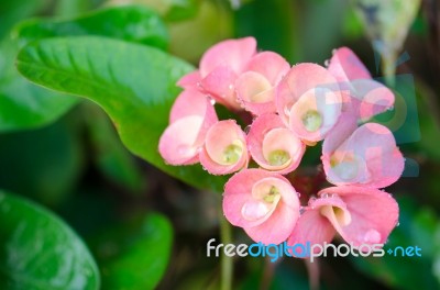 Poi Sian Flowers Stock Photo