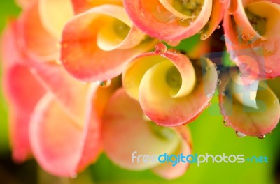 Poi Sian Flowers Stock Photo