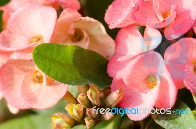 Poi Sian Flowers, Pink Poi Sian Flowers In The Garden Stock Photo