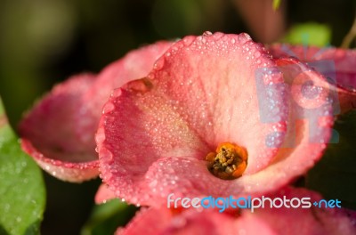 Poi Sian Flowers, Pink Poi Sian Flowers In The Garden Stock Photo