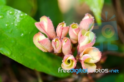 Poi Sian Flowers, Pink Poi Sian Flowers In The Garden Stock Photo