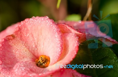 Poi Sian Flowers, Pink Poi Sian Flowers In The Garden Stock Photo