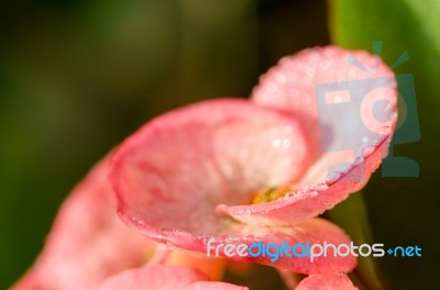 Poi Sian Flowers, Pink Poi Sian Flowers In The Garden Stock Photo