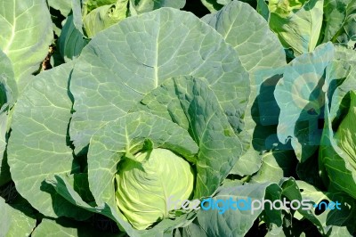 Pointed Cabbage Stock Photo