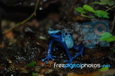 Poison Dart Frog Stock Photo