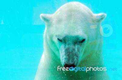 Polar Bear Stock Photo