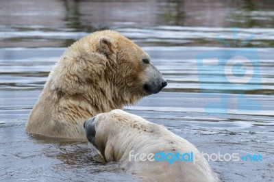 Polar Bear (ursus Maritimus) Stock Photo