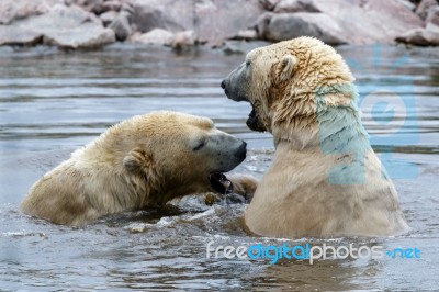 Polar Bear (ursus Maritimus) Stock Photo